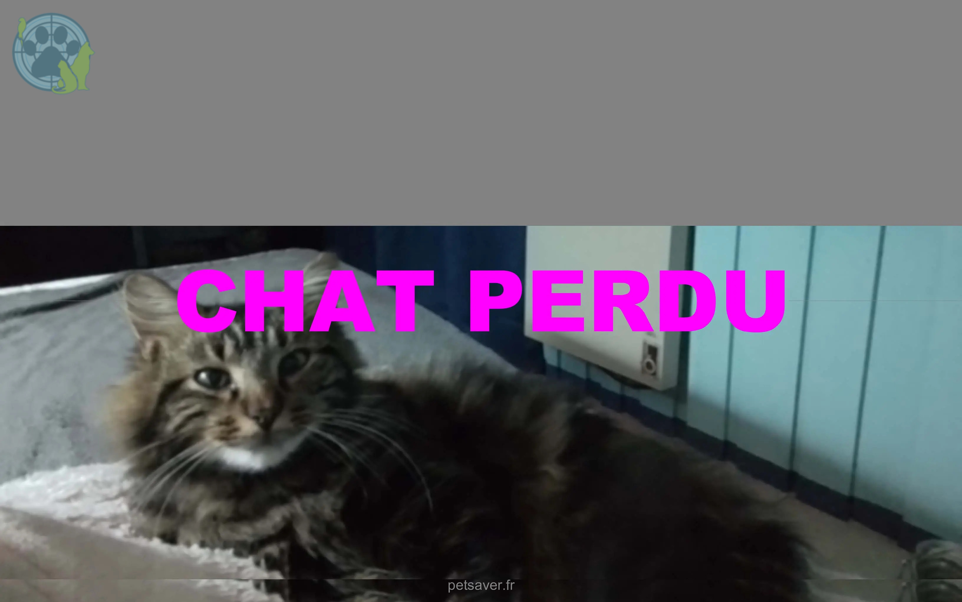 chat perdu 40000 Mont-de-Marsan Amour chat lost 40000 Mont-de-Marsan Amour
