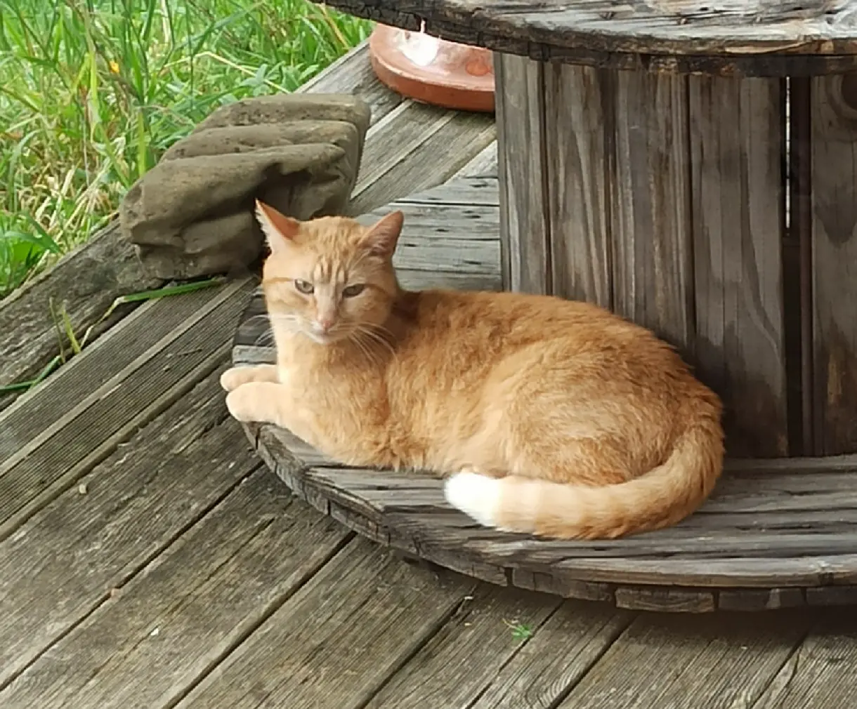 Chat Perdu 40 Landes - Antonio Chat Perdu 40 Landes - Antonio