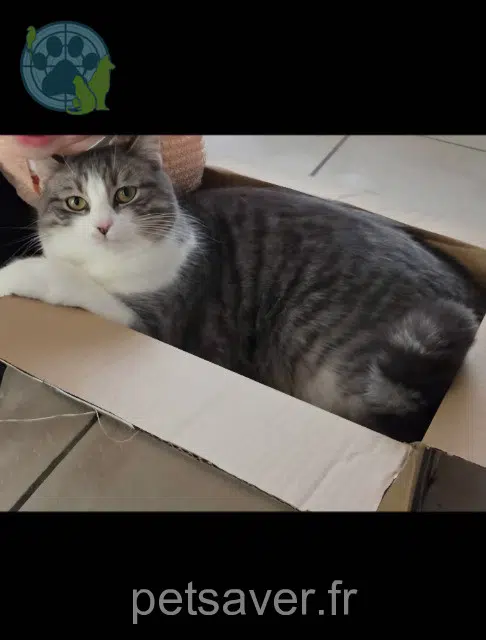 chat lost   40400 Bégaar Ary