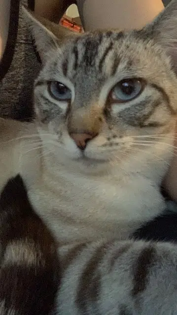 chat lost   40160 Parentis-en-Born Beerus