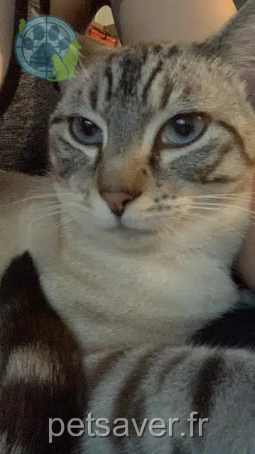gato perdido 40160 Parentis-en-Born Beerus gato lost 40160 Parentis-en-Born Beerus