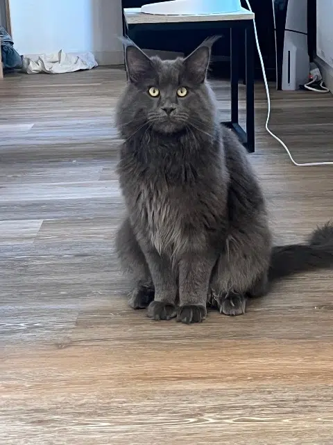 chat lost   40150 Soorts-Hossegor Billy