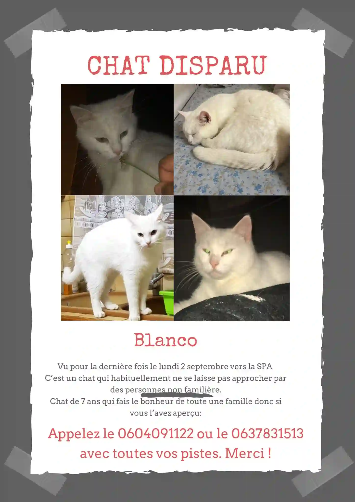Chat Perdu 40 Landes - Blanco Chat Perdu 40 Landes - Blanco