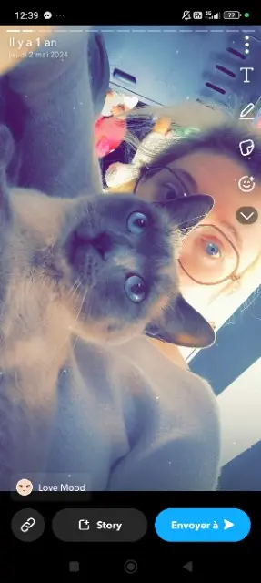 chat lost   40280 Saint-Pierre-du-Mont Bob