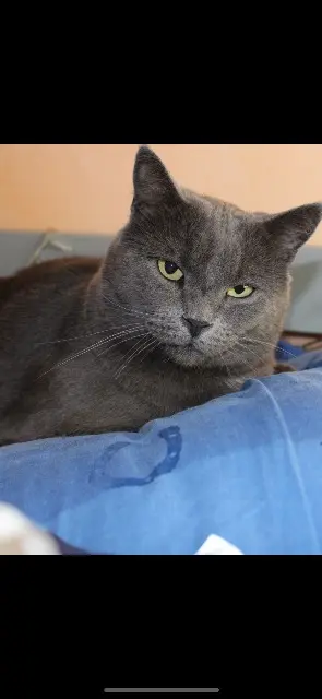 chat lost   40800 Aire-sur-l'Adour Boubouille