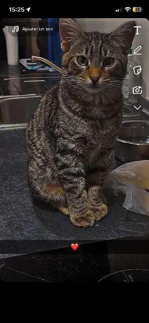 chat lost   40100 Dax Boulette