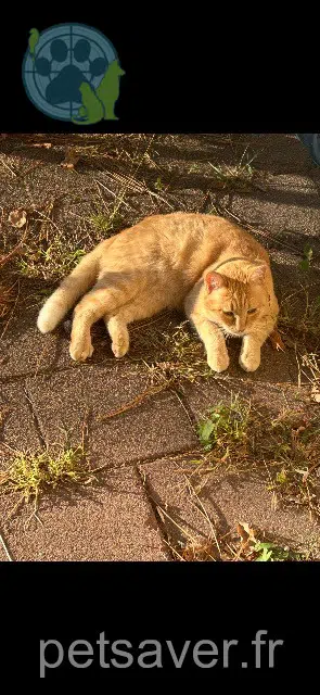 chat lost 40530 Labenne Bouloche