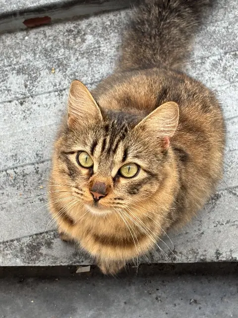 gato perdido 40480 Vieux-Boucau-les-Bains Casper gato lost 40480 Vieux-Boucau-les-Bains Casper
