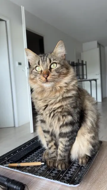 gato lost   40140 Magescq Casper