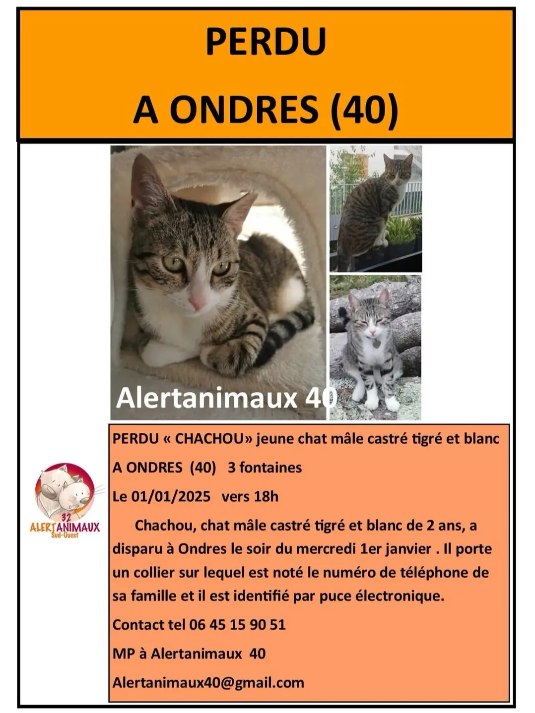 chat perdu Allee des 3 Fontaines 40440 Ondres Chachou chat lost Allee des 3 Fontaines 40440 Ondres Chachou