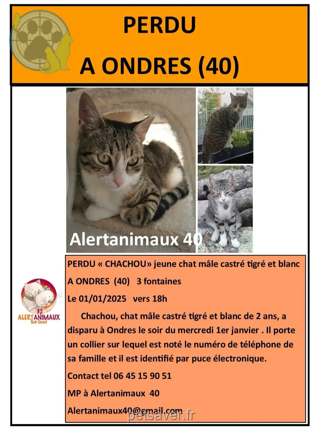 chat perdu Allee des 3 Fontaines 40440 Ondres Chachou chat lost Allee des 3 Fontaines 40440 Ondres Chachou