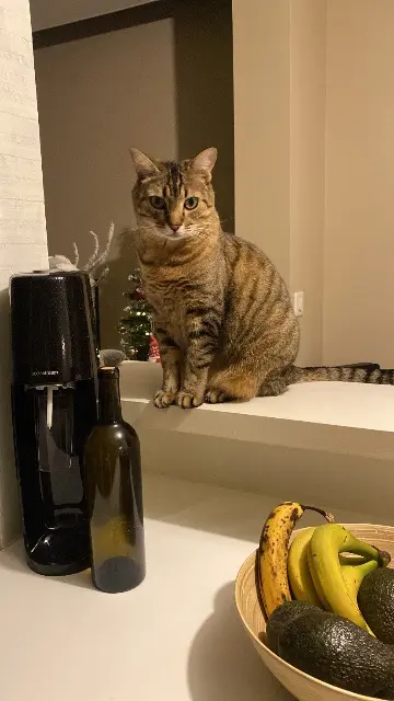 chat lost   40420 Le Sen Chapy