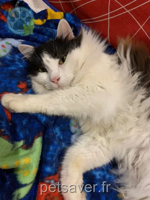cat lost   40500 Banos Chouchou