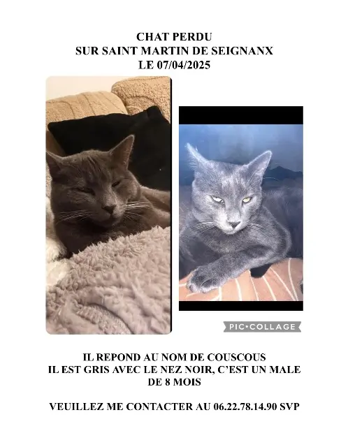 chat lost   40390 Saint-Martin-de-Seignanx COUSCOUS