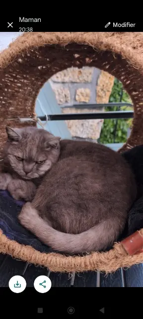 chat lost   40200 Saint-Paul-en-Born Doudou