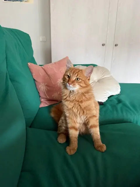 chat lost   40150 Soorts-Hossegor Doudou