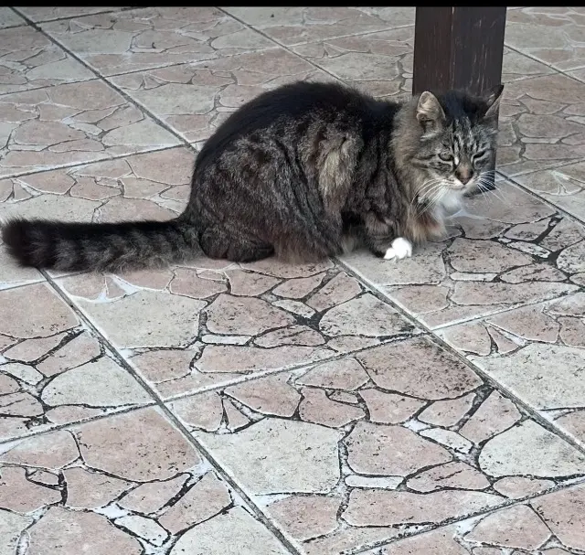 gatto perso 40990 Saint-Vincent-de-Paul Gizmo gatto lost 40990 Saint-Vincent-de-Paul Gizmo
