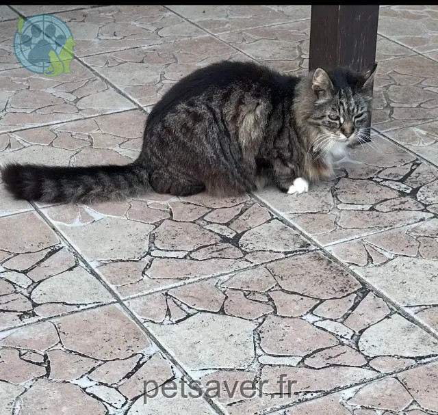 gato perdido 40990 Saint-Vincent-de-Paul Gizmo gato lost 40990 Saint-Vincent-de-Paul Gizmo