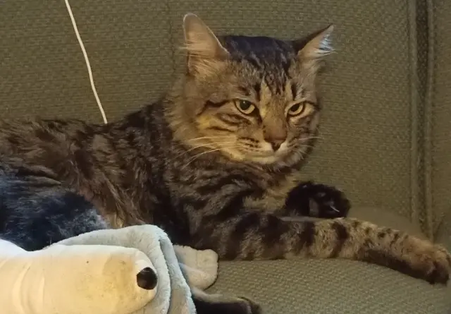 chat lost   40280 Benquet Gritou