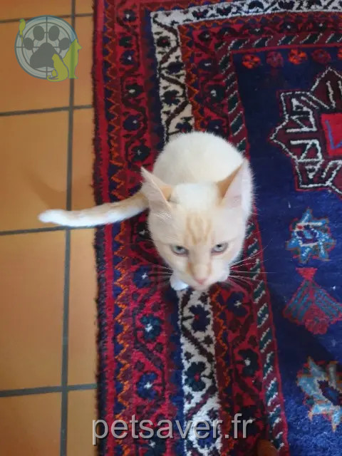 gato perdido 40240 Labastide-d'Armagnac Julius gato lost 40240 Labastide-d'Armagnac Julius