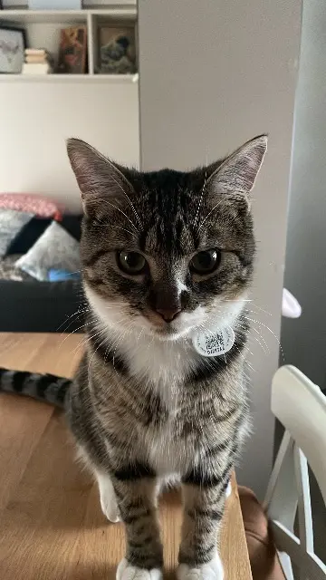 chat lost   40160 Parentis-en-Born Kaïto