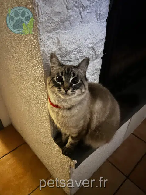 chat lost   40500 Bas-Mauco Kikine