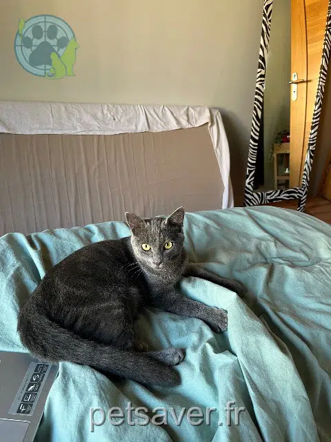 chat lost   40480 Vieux-Boucau-les-Bains Leon