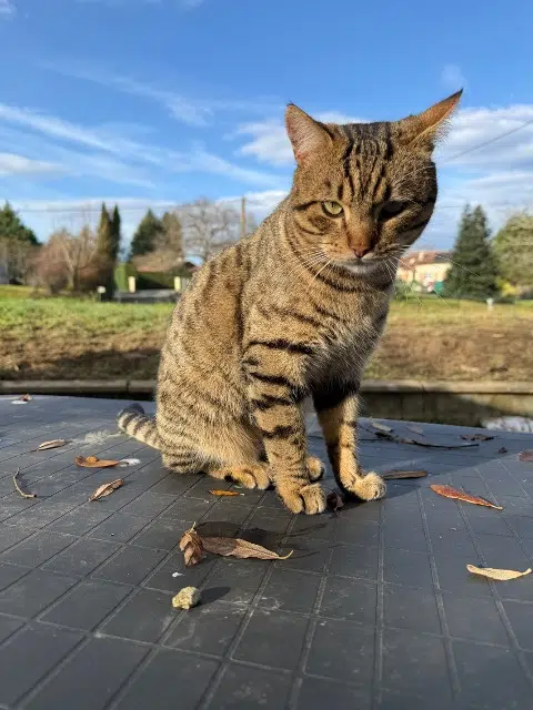 chat lost   40350 Pouillon Loki