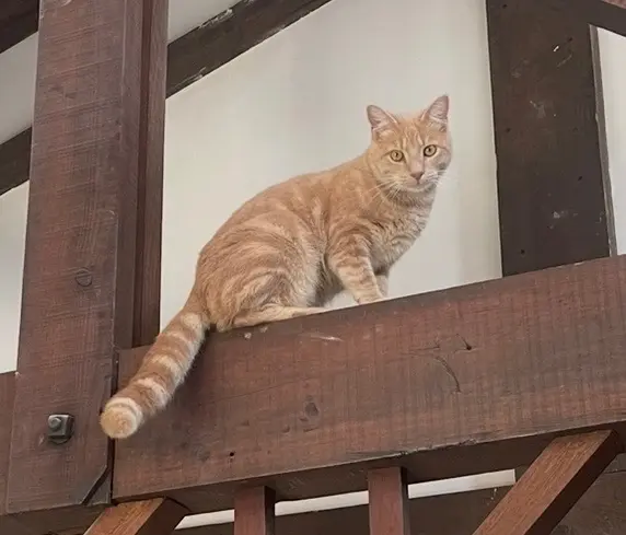 chat lost   40280 Bretagne-de-Marsan Loki