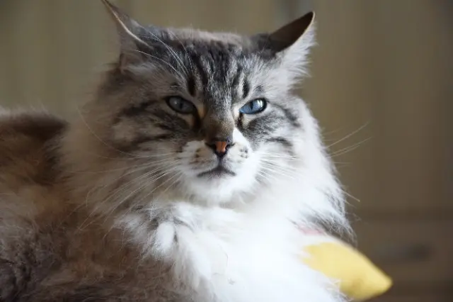 chat lost   40990 Saint-Paul-lès-Dax Lucky