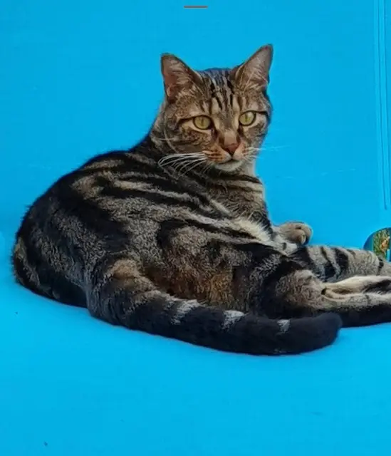 chat lost   40600 Biscarrosse Lucky
