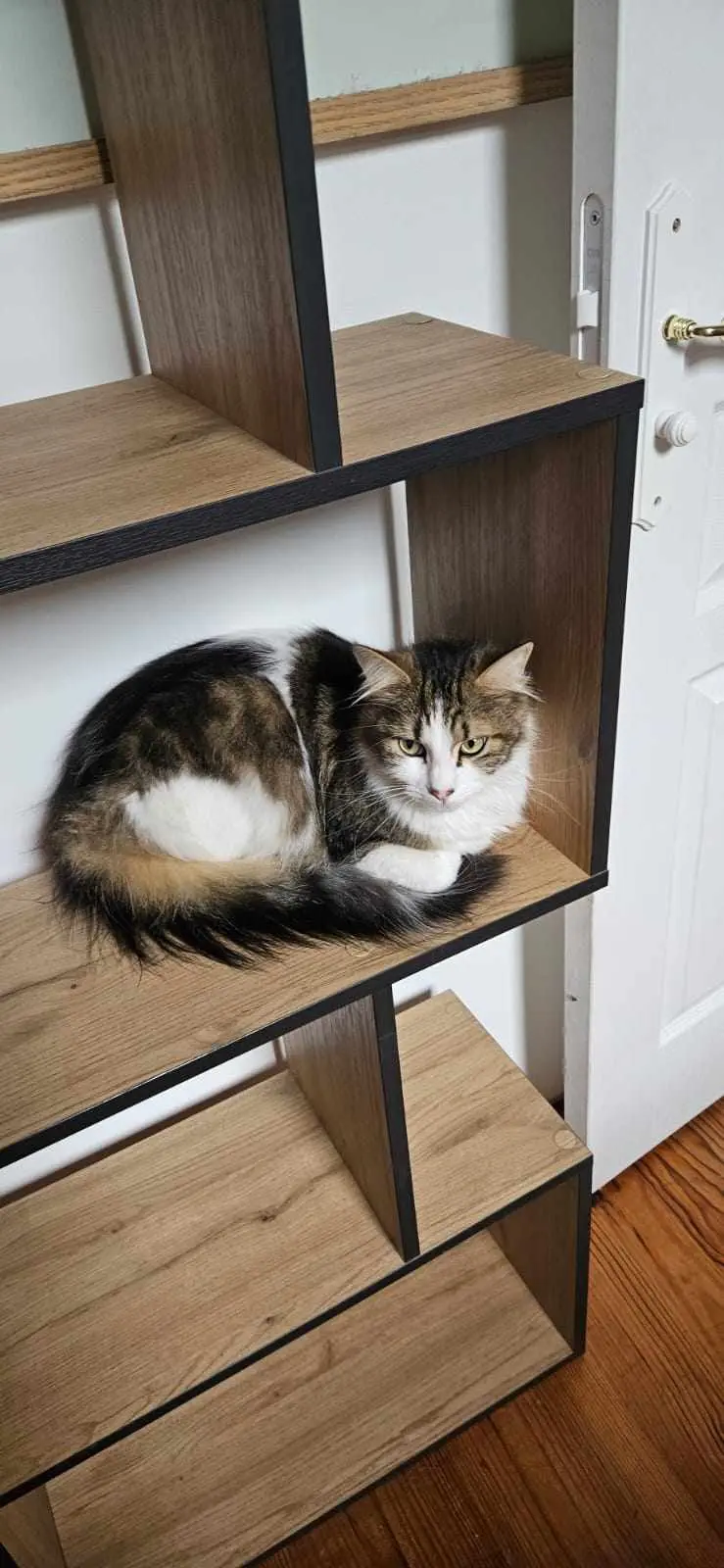 Chat Perdu 40 Landes - Luffy Chat Perdu 40 Landes - Luffy