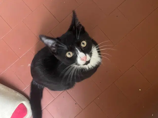 chat lost   40600 Biscarrosse Luigi