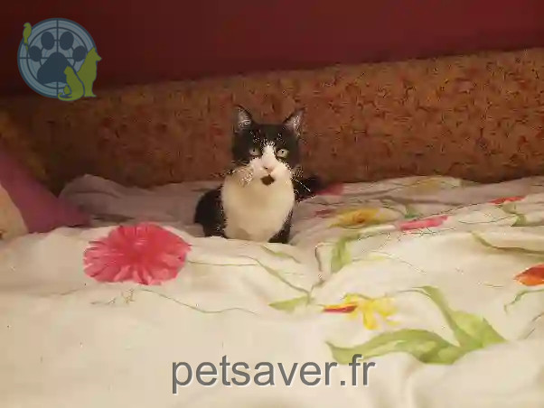 Chat Perdu 40 Landes - Marley Chat Perdu 40 Landes - Marley