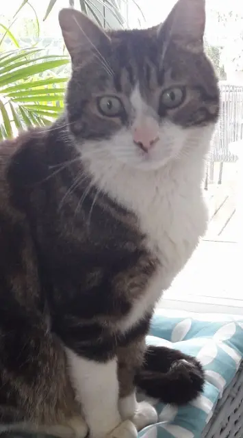 chat lost   40530 Labenne MAXOU