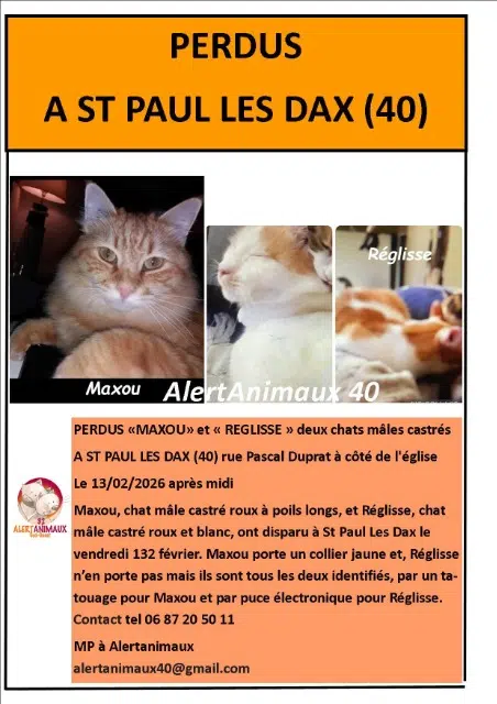 chat lost   40990 Saint-Paul-lès-Dax Maxou