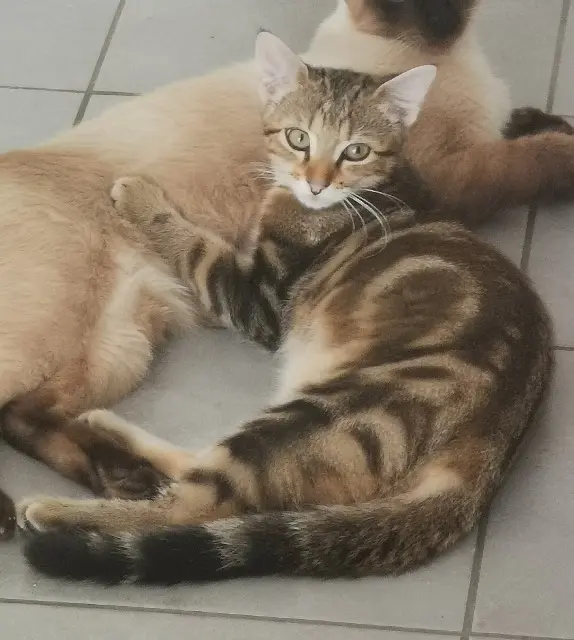 kater vermist 40440 Ondres Meïko kater lost 40440 Ondres Meïko