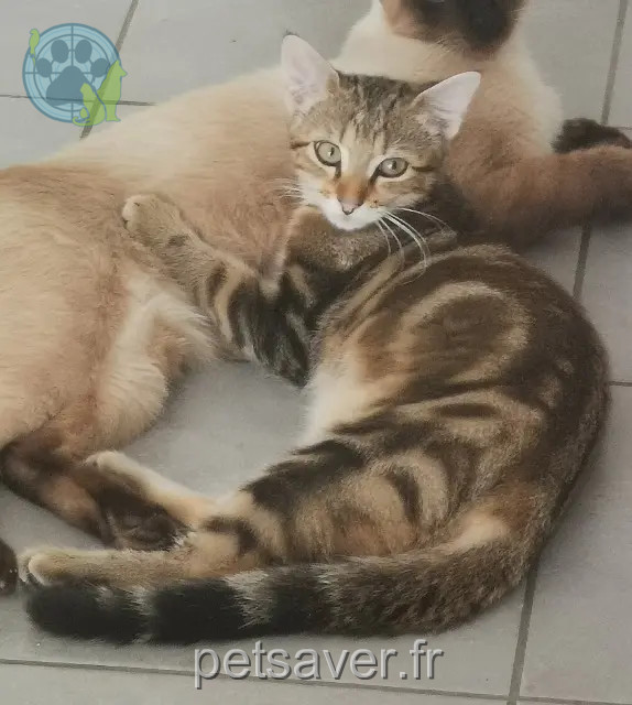 cat lost 40440 Ondres Meïko cat lost 40440 Ondres Meïko