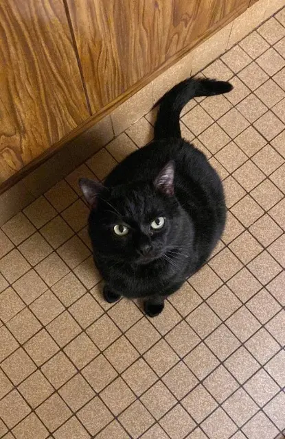 chat lost   40170 Lit-et-Mixe Microbe