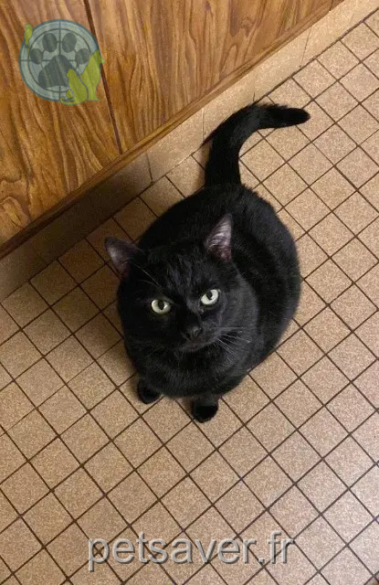 gato perdido 40170 Lit-et-Mixe Microbe gato lost 40170 Lit-et-Mixe Microbe
