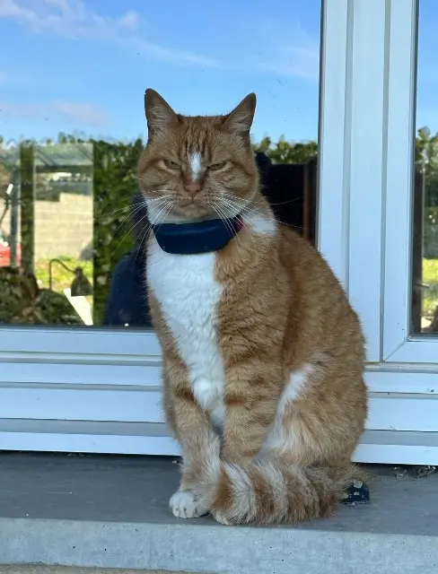 chat lost   40480 Vieux-Boucau-les-Bains Miette