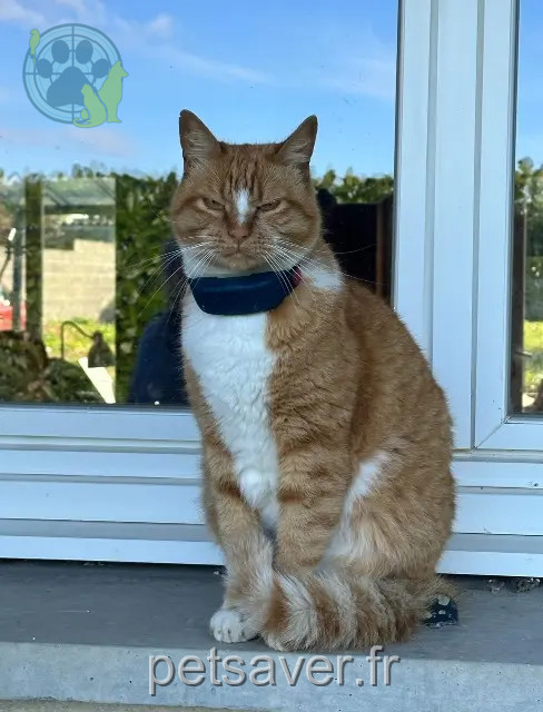 chat perdu 40480 Vieux-Boucau-les-Bains Miette chat lost 40480 Vieux-Boucau-les-Bains Miette