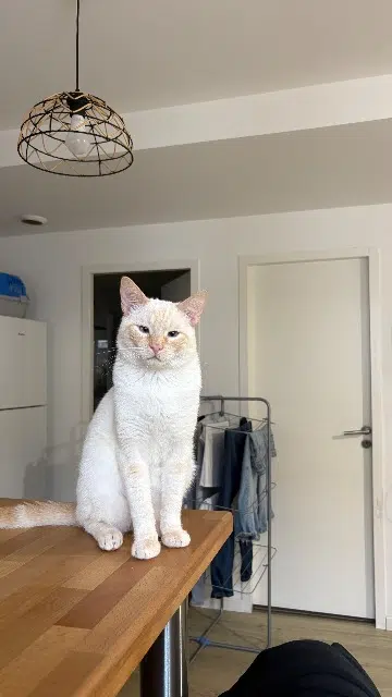 chat lost   40000 Mont-de-Marsan Mimi