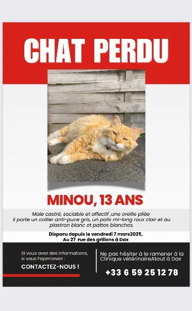 chat lost   40100 Dax Miniu