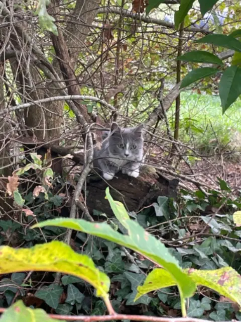 chat lost   40110 Morcenx-la-Nouvelle Bouder