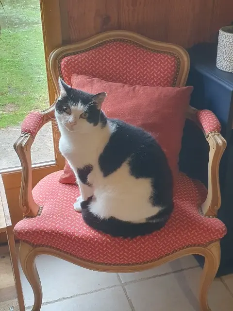 chat lost   40110 Morcenx-la-Nouvelle Moumou