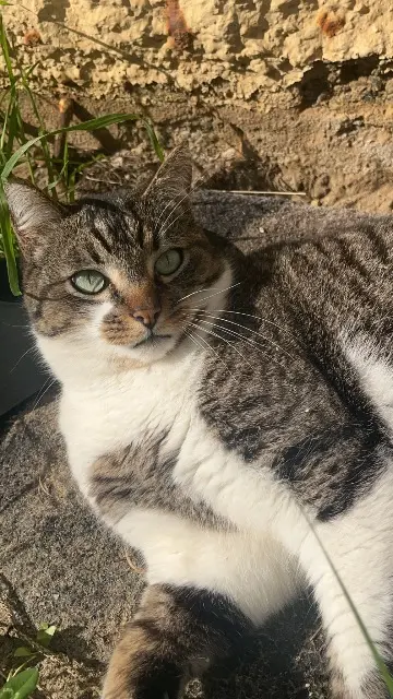 chat lost   40110 Morcenx-la-Nouvelle Tigrou