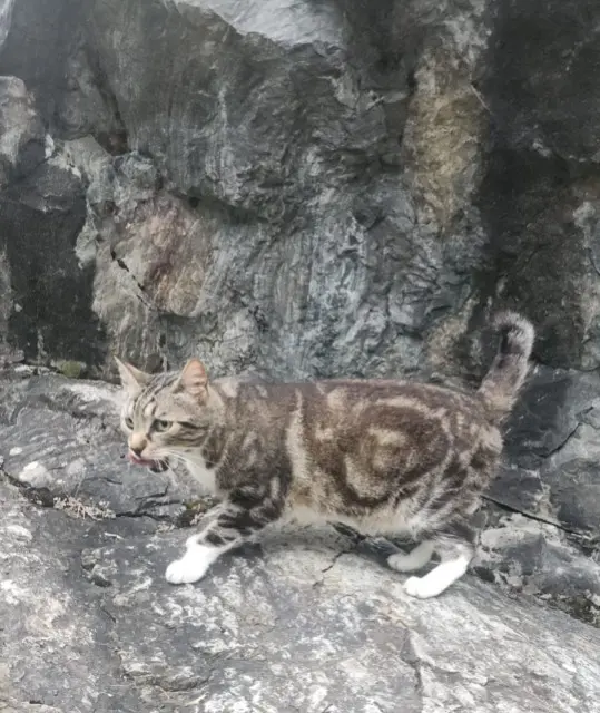chat lost   40250 Caupenne Natsu