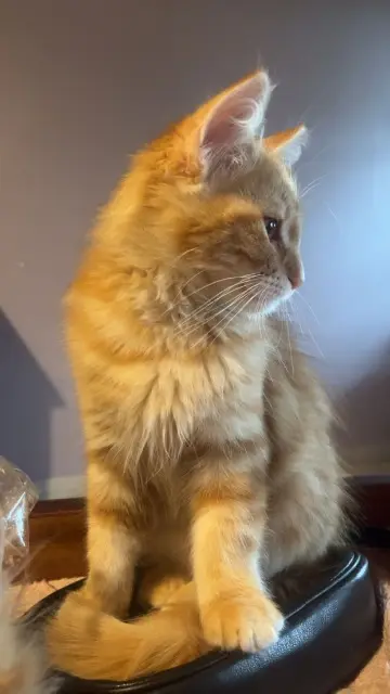 chat lost   40270 Saint-Maurice-sur-Adour Ninou