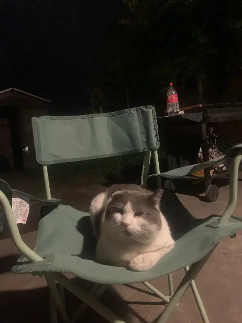 chat lost   40400 Tartas Norton